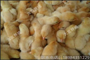 优质家禽苗种供应 快大黄鸡苗与红花岗鸡苗