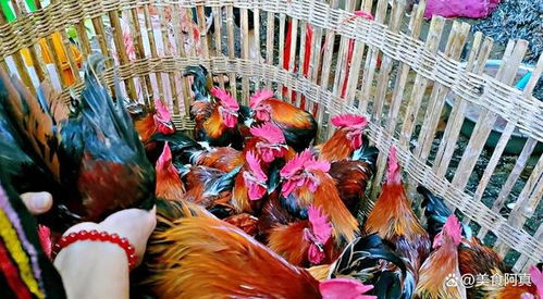 重庆渝北赶场记 40度高温下的市井烟火与家禽销售活力