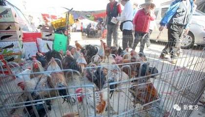 韩国拉响禽流感最高警报，全面禁止家禽及活禽销售