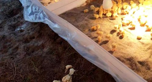 泸州养殖户遭遇惨痛损失，近万只鸡苗全军覆没疑陷销售套路