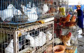 家禽销售困境 价低难销背后的市场迷局