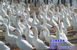 黄陂区横店农博瑞丰家禽经营部 热卖促销，优质家禽供应商优选