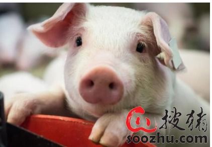 疫情下活禽禁售再升级 26省市推动家禽集中屠宰 冰鲜上市倒逼行业转型