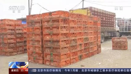 印度禽流感蔓延 新德里禁售储存家禽和鸡肉应对危机