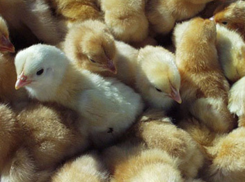 山西乌鸡苗批发与家禽销售市场分析