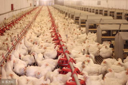 季节交替昼夜温差加大下的鸡病防控关键点