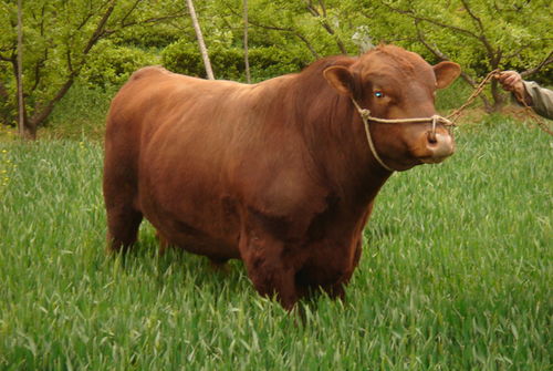 农村家禽销售 开启脱贫致富新路径