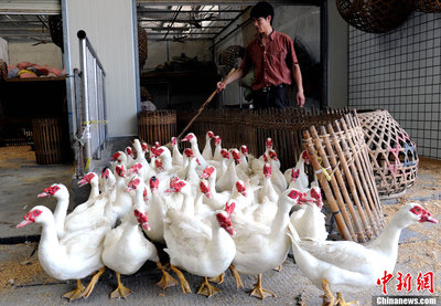 福州海峡家禽批发市场重新开门营业，家禽销售有序恢复