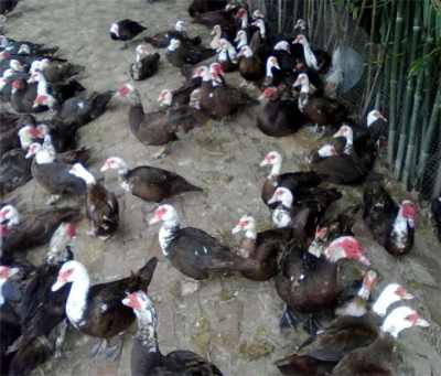 吉林辽源地区樱桃谷鸭苗市场行情与家禽销售指南