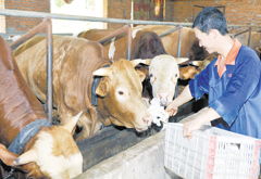 犇鑫生态养殖专业合作社 去年实现销售总额1.5亿元，生态家禽养殖谱写乡村振兴新篇章