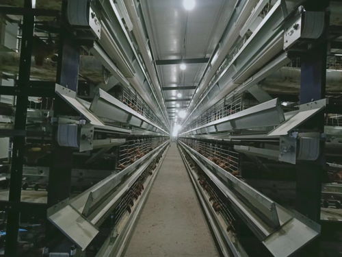 祁门县保销解困记 十万只鸡稳渡销售难关