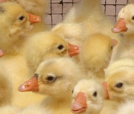 专业家禽供应优选 沭阳县正宏家禽购销站南宫鹅苗价格与采购指南